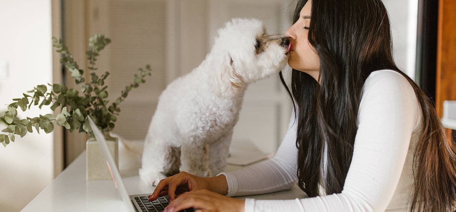 Lit pour chien noir anthracite, Bela